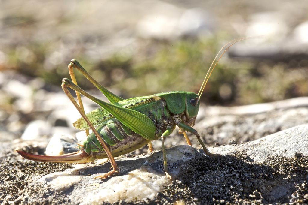 Decticus verrucivorus